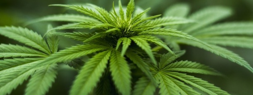 Чехия продажа марихуаны лоперамид наркотик