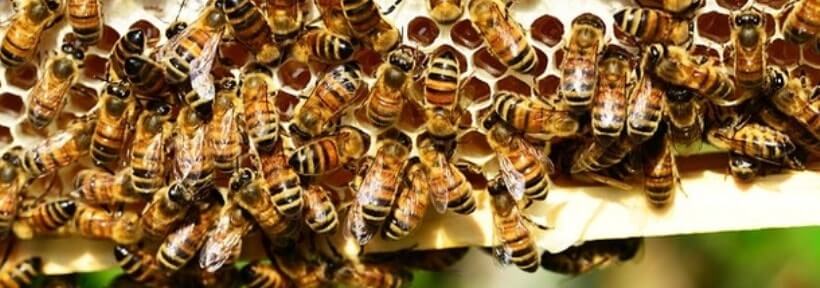 В Чехии пчелы помогают следить за качеством воздуха в аэропортах