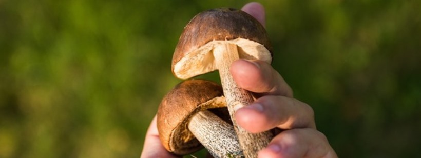 В Чехии придумали программу для распознавания грибов